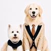 成都胖柠萌犬舍头像