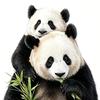 潘潘🐼头像