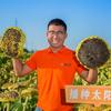 丰向标/原新疆三瑞（食葵葫芦种子）头像