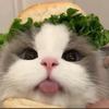 小猫生菜头像