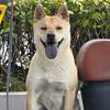 田园犬花花头像