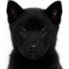 代淘田园犬（养🐶私聊）头像
