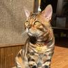 豹满意的碎嘴子猫爸头像