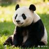 丰子编故事头像