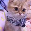 小王蛇是只猫咪头像