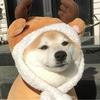 狗哥哥头像