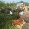 奋斗哥散养鸡。头像