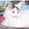 猫咪头像