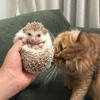 招财与进宝🦔头像