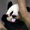 放不下的筷子123头像