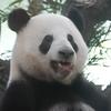 喵了个咪咪头像