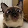 逻辑猫头像