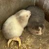 啊东人工竹鼠养殖头像