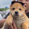 淘一只中华田园犬头像