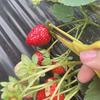 两颗草莓🍓头像