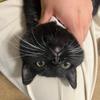 满意de养猫日记头像