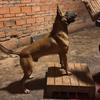 绿眼睛全能型马犬主号头像