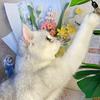 猫女士和她的线团（出成品）头像