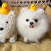 博美（买🐶私）头像