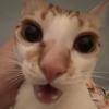 肌肉霸王猫头像