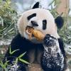 Panda🤳🐼头像