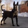 锦宏养狼犬头像