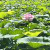 芸沫写字头像