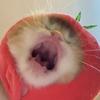 嗷嗷家的猪猪猫头像