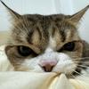 猫猫是元仔头像