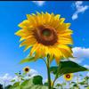 向日葵头像