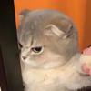 猫meme故事king头像