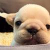 法斗（买🐶私聊）头像