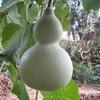 岚姐头像
