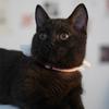 黑猫栗栗子头像