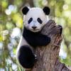 胖达小团子头像