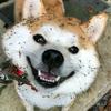 小明pubg吃鸡头像