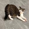 大张养猫日记头像