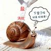 入侵物种终结者（老杨）头像