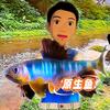 顺德阿尚头像
