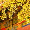 京城烟火头像