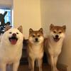 狗旦头像