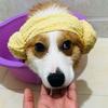 猫十三的跟屁基初五头像