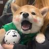 观猹局头像