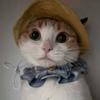 catbaby宝宝咪头像