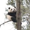 喜🐼头像