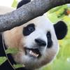 吞天大白饭头像