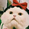 骚猫meme专场头像