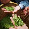 茶农小舒 江西狗牯脑茶头像