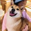 武汉是柴犬和西高地呀头像
