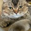我的猫头像